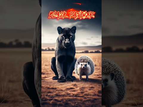 Black panther vs hedgehog #animals #wildlife #tiger #nature #곰 #top #crocodile #shark #동물