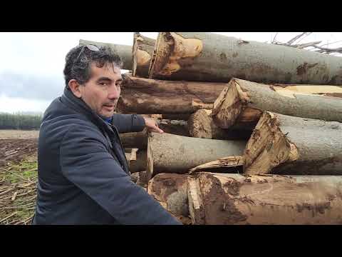 PAULOWNIA GERMANY 2023 - THE RESULTS AFTER MATURITY CUTTING (WITH  SUBTITLES) .