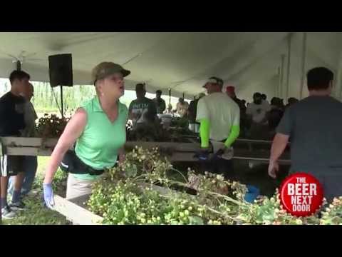 Saranac Hops Picking 2015