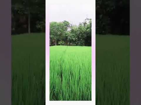 feeling and culture of village side#village #farming #rice