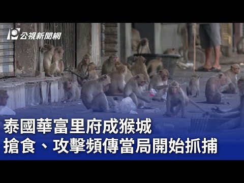 泰國華富里府成猴城 搶食、攻擊頻傳當局開始抓捕｜20241114 公視晚間新聞