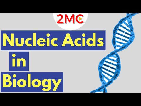 What are Nucleic Acids? Nucleic Acid Structure & Function