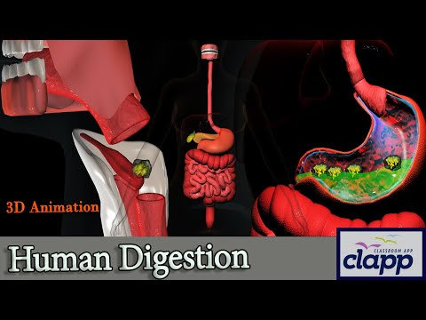 Human Digestive System- A quick guide (3D Animation)