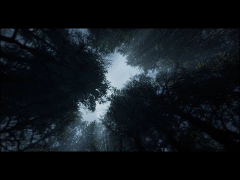 24/7 Rainfall in the Forest Canopy | Soothing Sounds of Rain from a Skyward View