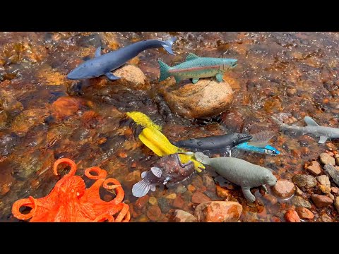 Beachcombing for Sea Animals Toys on the Shore