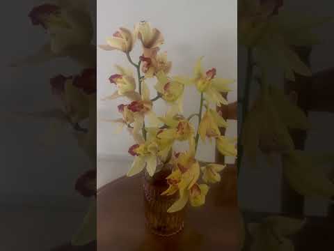 #shortvideo #beautifulflowers #orchids