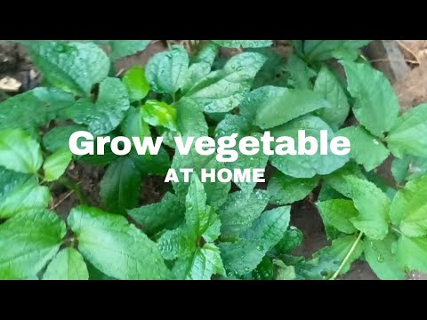 How to grow vegetables at home | #Gardeningtipsandhacks.