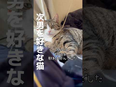 ちょんと許可取り忘れた😹#cats #short#球太