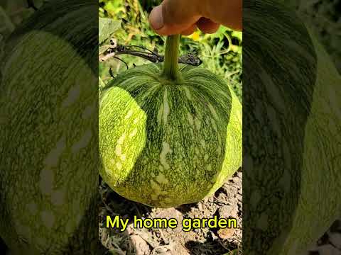 Harvesting Pumpkin Vegetable //Summer Vegetable.