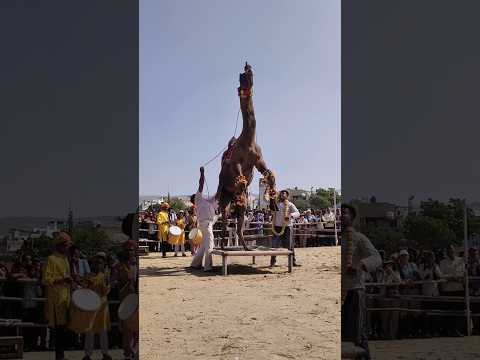 Pushkar Mela 2024 || Camel Safari, Pushkar || Pushkar Camel Dance  #pushkar #Shorts