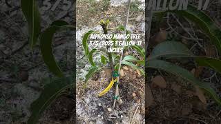 Alphonso Mango Tree #fruittrees#mangogrowth#growingjournal#Mangotrees##floridagrown