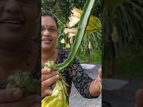 Dragon fruit farming tips #livekerala