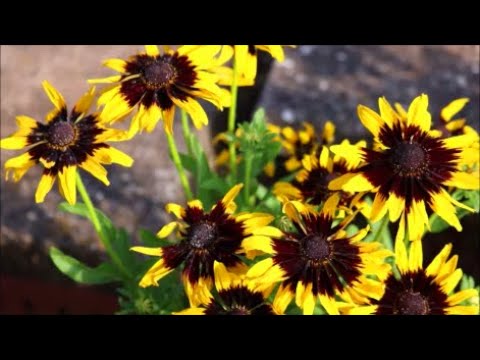 How to Grow Rudbeckia from Seed