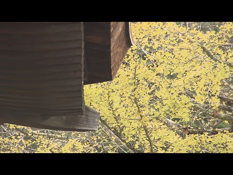 【映像】白水阿弥陀堂の紅葉　福島・いわき市【四季カメラ】