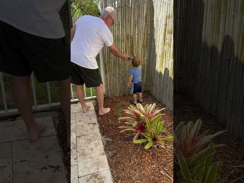 Paint the fence with granddad