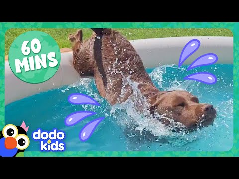 Splash Dogs Take Over The Pool...And We Love It! | Dodo Kids | 1 Hour Of Animal Videos