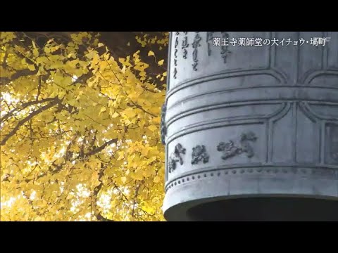 【映像】薬王寺薬師堂　樹齢500年超える大イチョウと金色の絨毯　福島・塙町【四季カメラ】