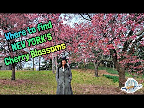 Cherry Blossoms in Central Park