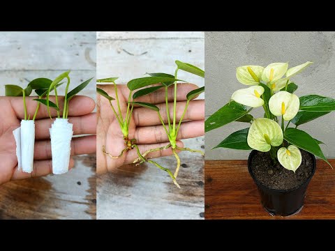 How to grow Anthurium plant with tissue paper | Anthurium care