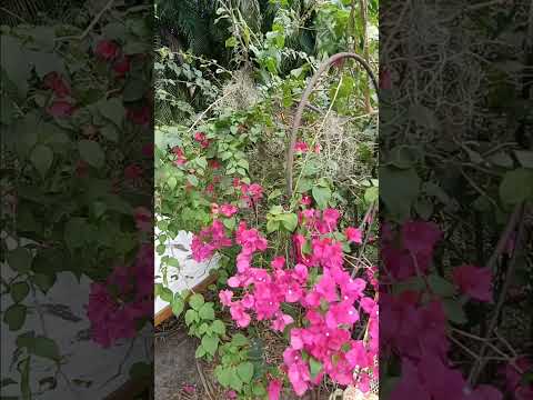 bougainvillea south florida November 2024