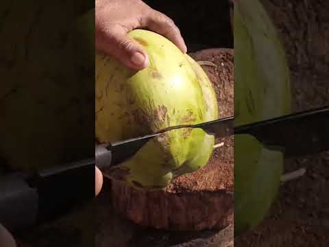 fantastic coconut cutting technique Asmr #satisfying #cuttingskills #youtubeshorts @GatchieJr33