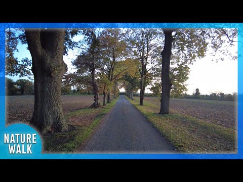 Sunset walk through a beautiful tree archway (Nature Visualizer)