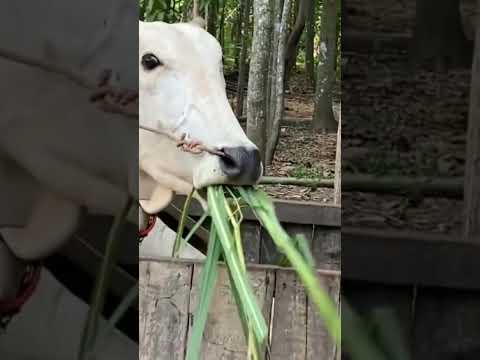 Cows are eating grass yummy #shorts