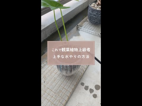 🍀これで観葉植物上級者　上手な水やりの方法🍀【☘Life with Houseplant】8-14#shorts