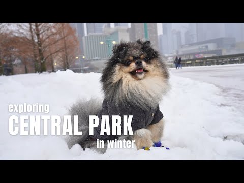 Exploring Central Park in Winter: NYC Winter Wonderland | Life in NYC