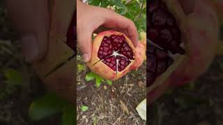 Amazing pomegranate cutting skills - The pomegranates are very fresh #fruitcutting