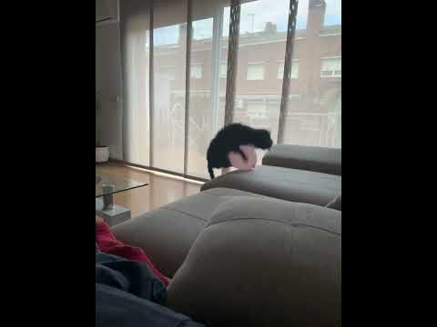 Puppy's Jump Thwarted By Balloon