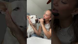 Doing my dogs makeup!!😱💄#dog #dogshorts #makeup #grwm #doglover #dogowner #pets #petlover #beauty