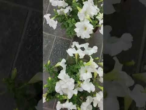 terrace gardening |  petunia plant | flowers |  💓😇 | #gardening #shorts