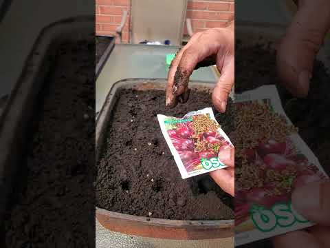 beetroot sowing method | gardening | organic food | easy method | vegetable