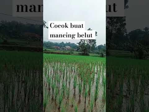 lokasi buat mancing belut #shorts #mancing