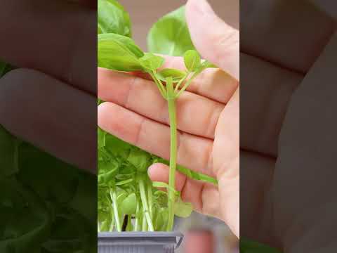 How to harvest your basil properly