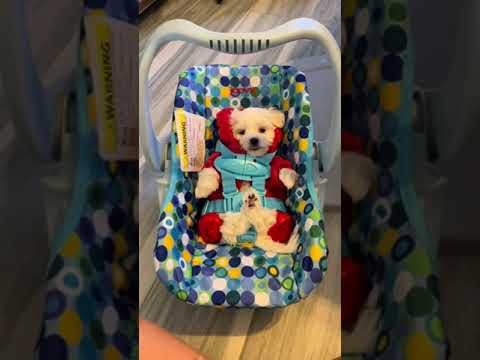 The perfect toy car seat for the cutest little pup!