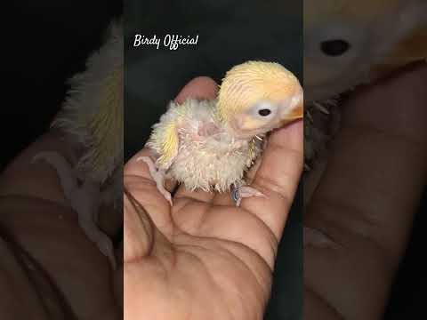 Baby Decino #lovebirds #birds