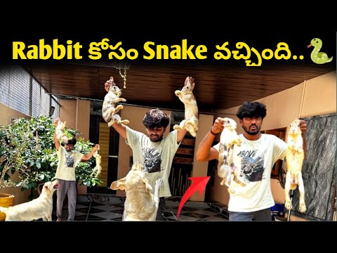 పిల్లలు పుట్టాయి..😱| Rabbit కోసం Snake వచ్చింది..🐍 | Sandy Rabbit ని ఏం చేసిందో తెలుసా..😭 |