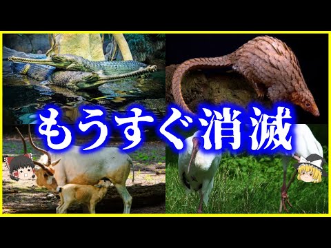 【ゆっくり解説】もうすぐ地球上から消え去る生き物10選を解説/数を減らし続ける生物たち