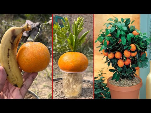 How to grow orange trees with orange fruit | easiest way to grow orange with banana Harmonies |