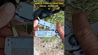 Whip & Tongue Grafting Olives 🫒 | SGS4-14R #grafting #graftingtechnique #graftingtechniques