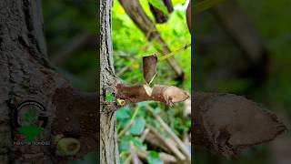 Amazing grafting technique #graftingplants #mulberryfruit