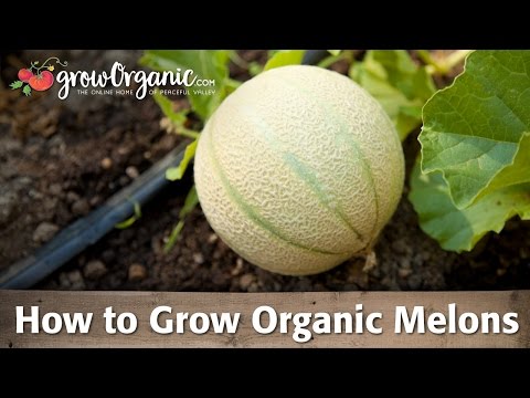 How To Grow Organic Melons