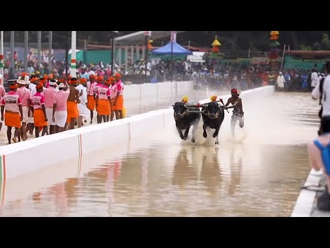 ಬೆಂಗಳೂರು ಕಂಬಳ |ಕರಾವಳಿಯ ಹೆಮ್ಮೆಯ ಕಂಬಳ|Bengaluru kambala 1st time|Bangalore palace grouds #kambalalive