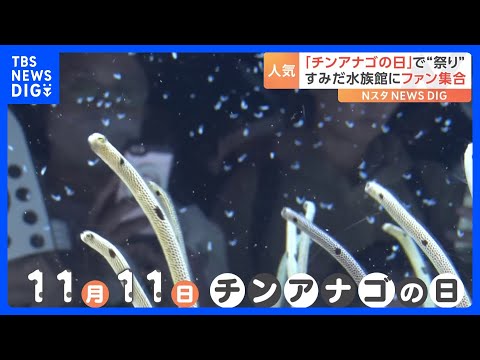 11月11日「チンアナゴの日」東京・すみだ水族館にファン集合で“お祭りさわぎ”｜TBS NEWS DIG