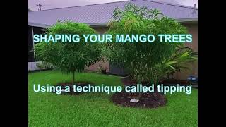 Shaping your Mango Trees