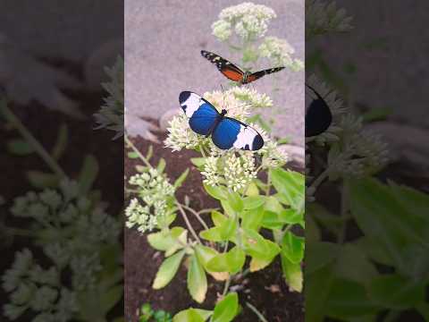 Butterfly World #butterfly #butterflies #travel #vancouverisland #coombs #britishcolumbia