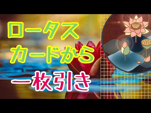 ロータスカードから一枚引き💕🌈人生が変わるリーディング✨オラクルカードリーディング✨ハルヒーリング✨エネルギーワーク✨チャネリング✨最新人気占い✨