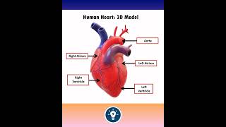 3D model Human heart body fluids and circulation #neet gyani